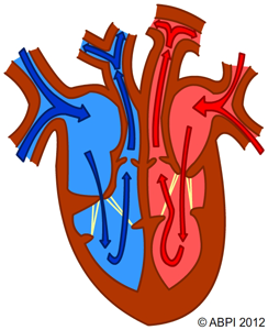 transport system in body